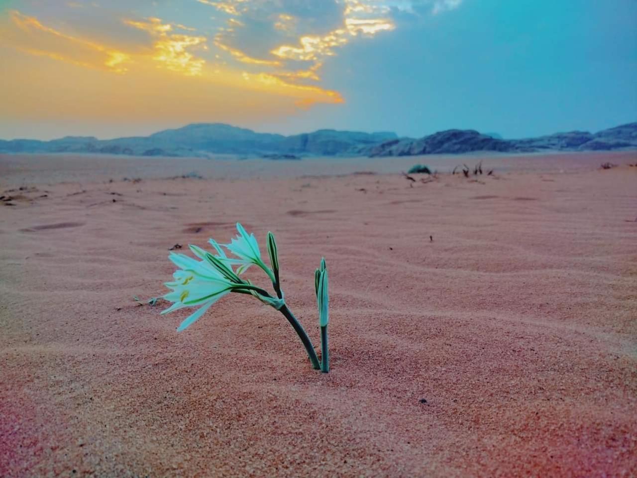 Wadi Rum Rozana Camp Exterior foto